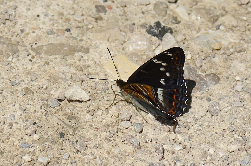 Emozione.... Limenitis populi